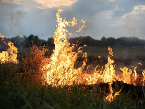 На майских праздниках полиция проследит за пожарной безопасностью в лесах Подмосковья Новости Реутова 